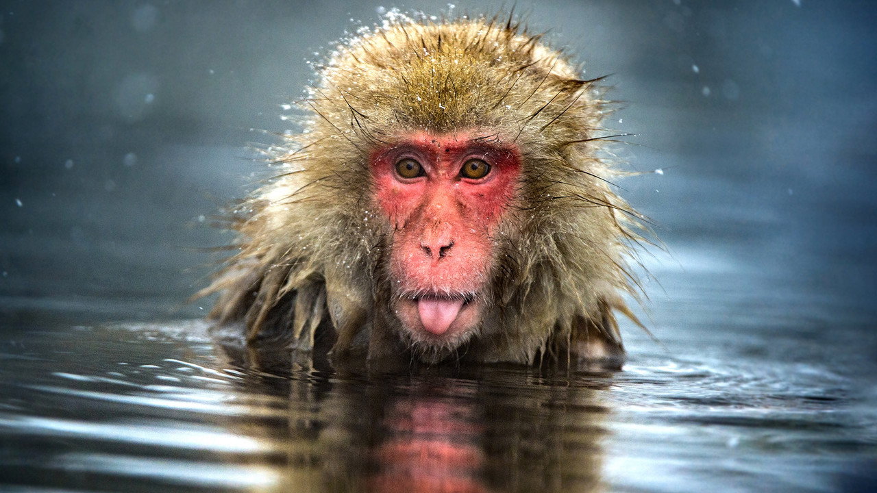 Monkey Planet