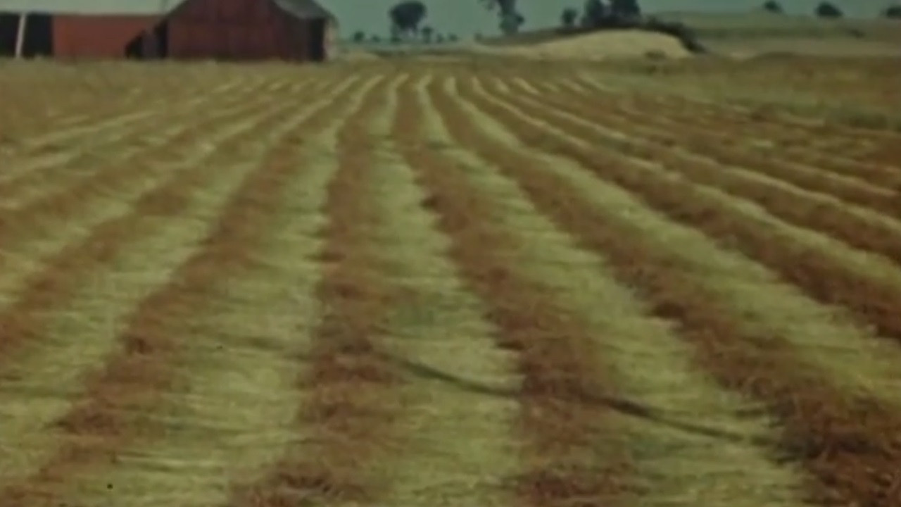 Flax from Canada - Part One: Growing Flax