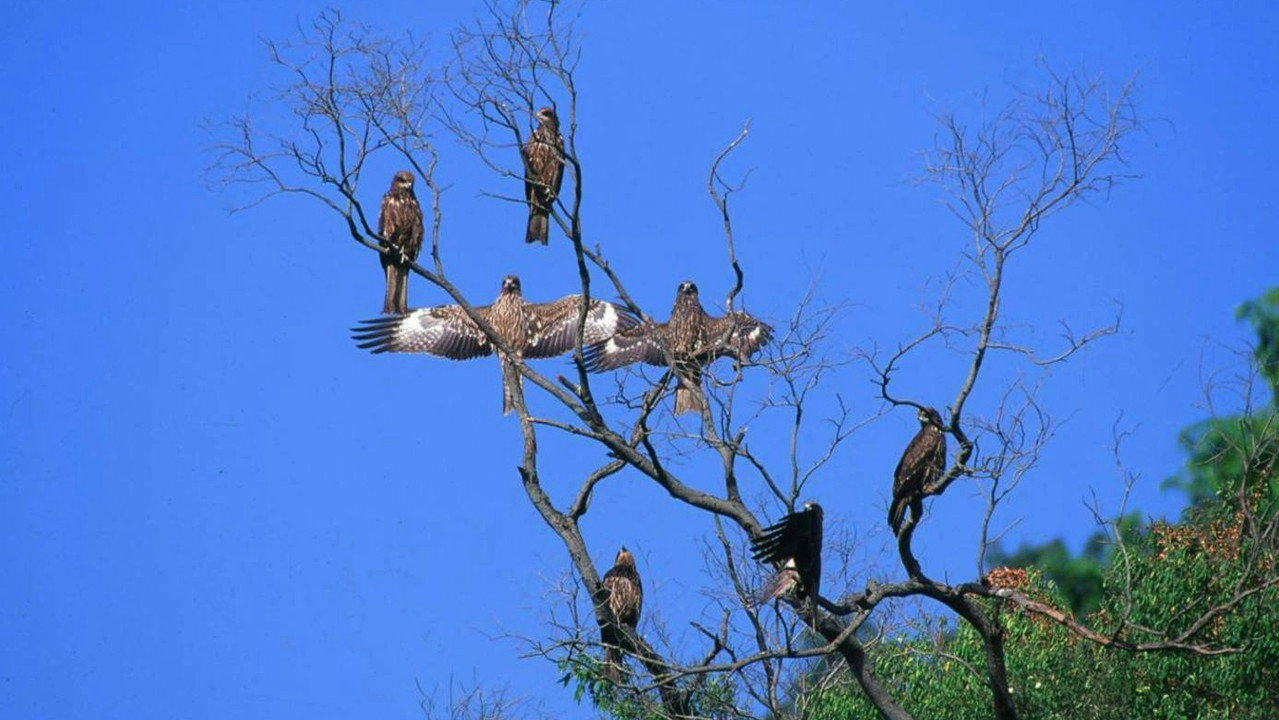 Fly, Kite Fly