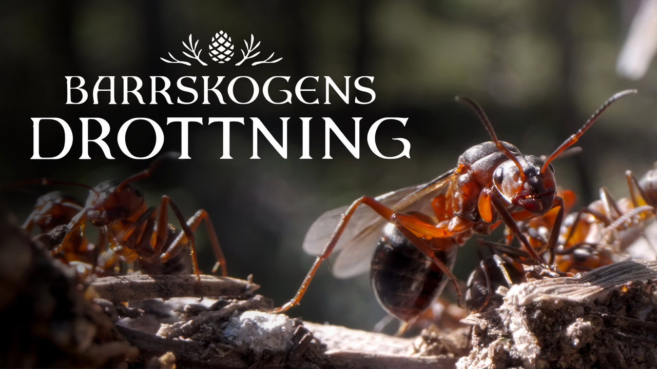 Barrskogens drottning