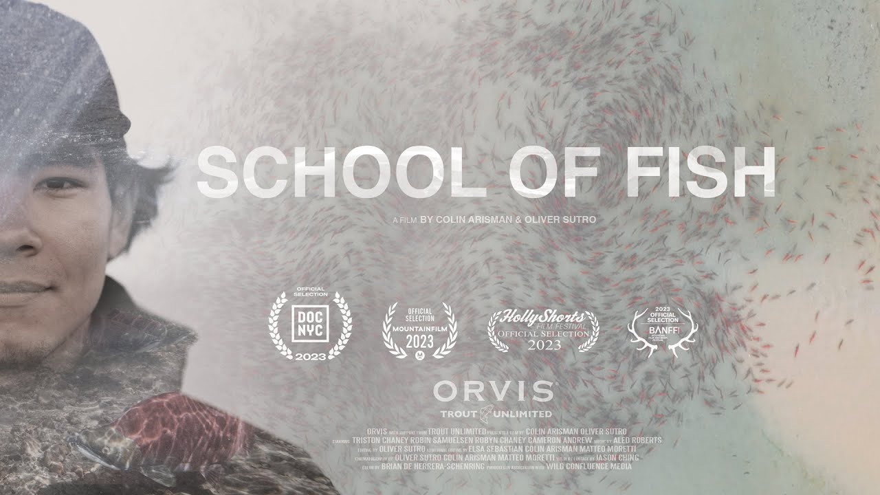 School of Fish