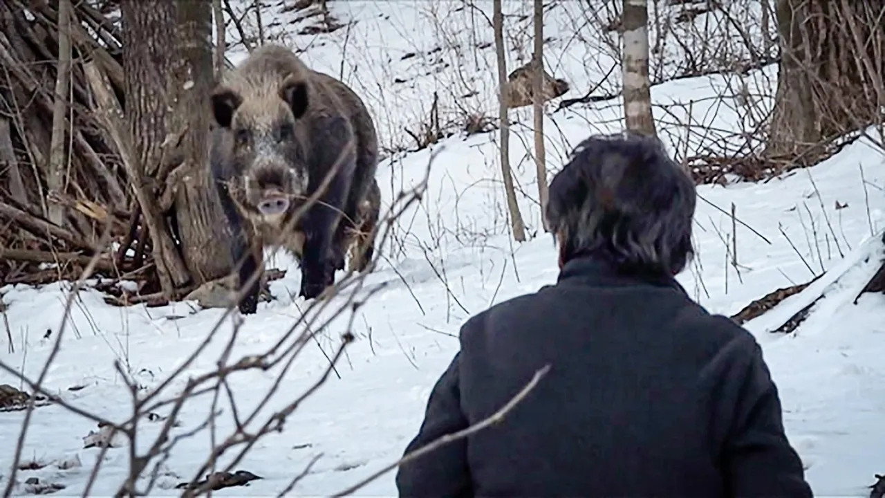 Wild Boar Hunting
