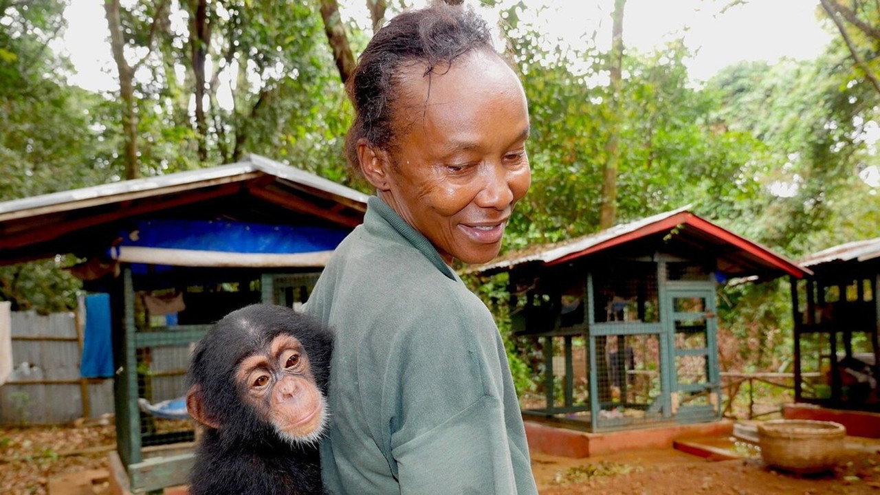 Chimp School