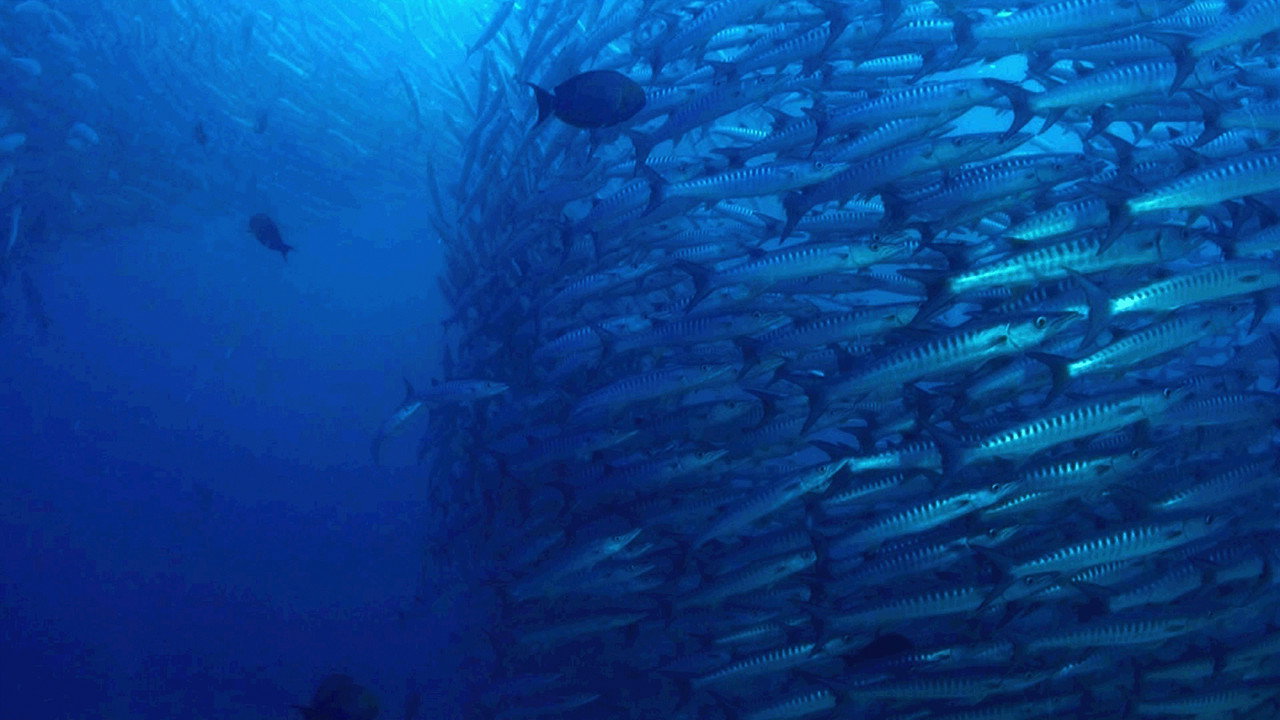 The Magic of the Big Blue. Seven Continents