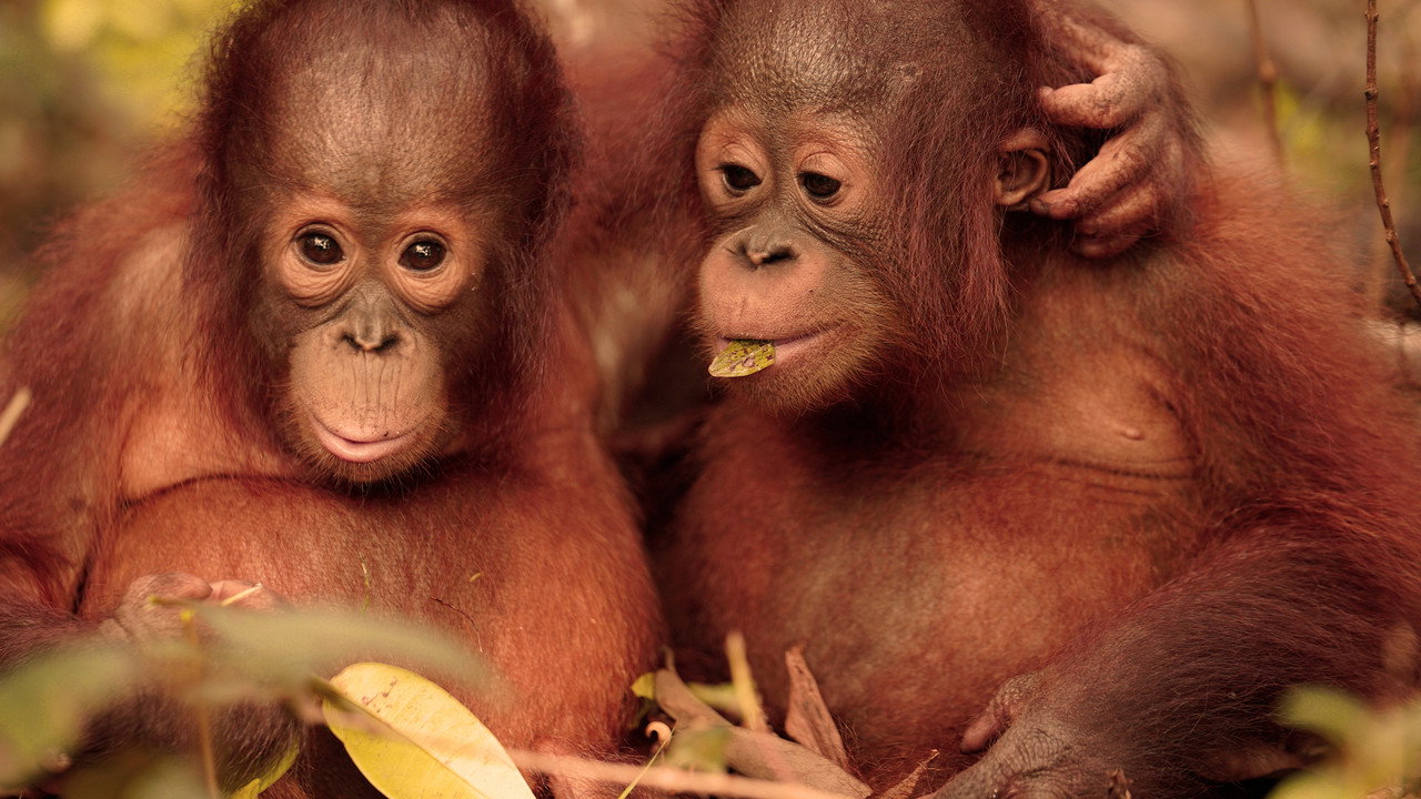 Orangutan Jungle School