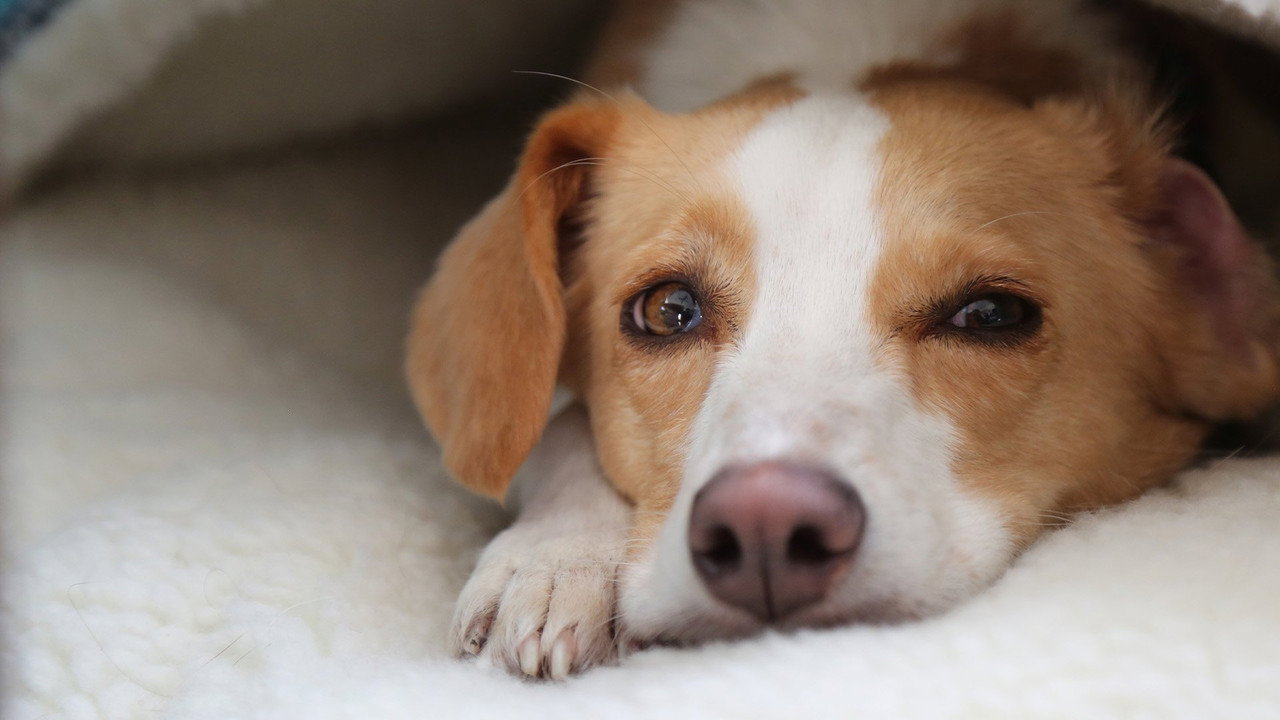 Can Dogs Talk?