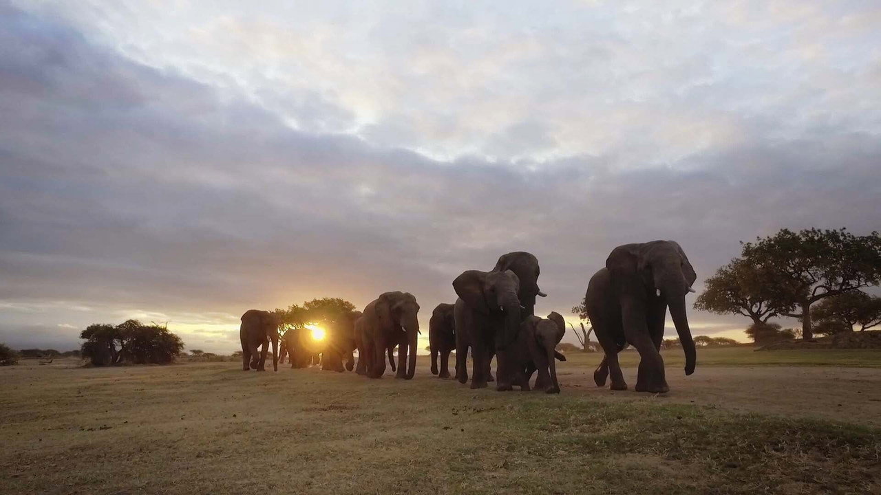 Diary of an Elephant Orphan