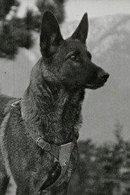 Klondike the Dog