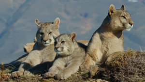 Patagonia Puma
