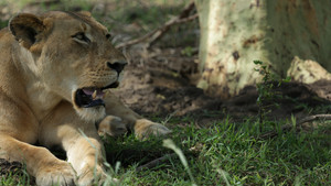 Lion Mystery