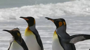 If I Were a Penguin