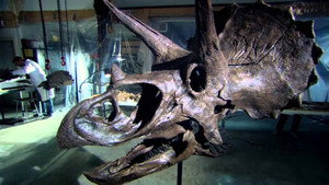 The Mesozoic