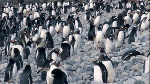 The Antartic