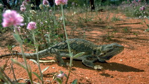 Lizards of Oz