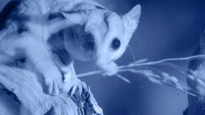 Possum Power