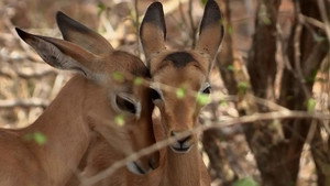 If I Were an Impala
