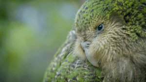 What if... genomics could help save an endangered species?