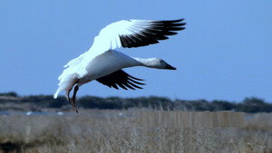 Mattamuskeet