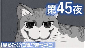Night 45: A Cat Whose Face Changes Every Time You Look