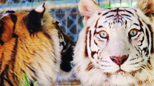 Tiger Emergency