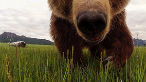 Drama In The Wilderness