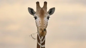 Welcome to Africa - Africa Part 1