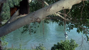 Flipper and the Elephant (3)