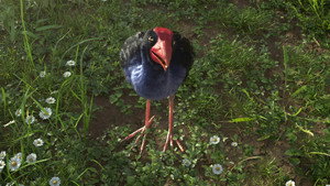 The Bird who Heard