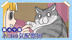 Night 67: A Cat Detecting Your Presence