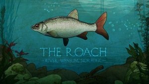 The Roach: River Wensum, Norfolk