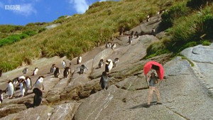New Zealand Penguins