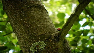 Ladybugs