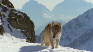 If I Were a Wolf