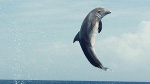 If I Were a Dolphin