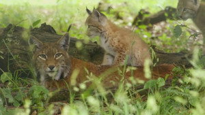 If I Were a Lynx