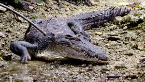 Predator or Prey