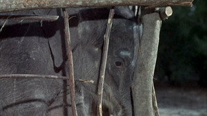 Flipper and the Elephant (1)