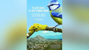 The Scrubland