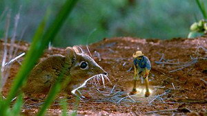 Sengi