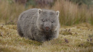 Part 1: In A Wombat's World