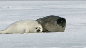If I Were a Seal