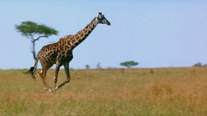 If I Were a Giraffe