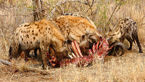 Blood Ties