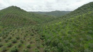 Tiny Forests: Mediterranean Olive Woods