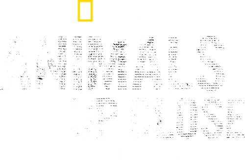 Animals Up Close with Bertie Gregory logo