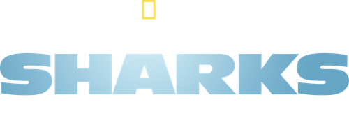 United Sharks of America logo