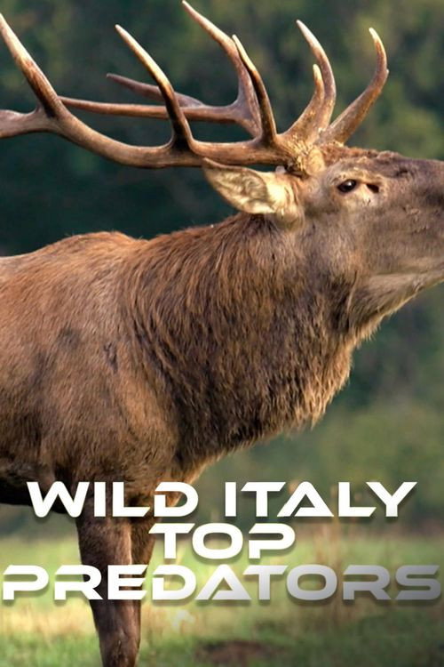 Wild Italy: Top Predators