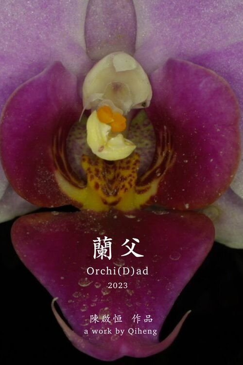 Orchi(D)ad
