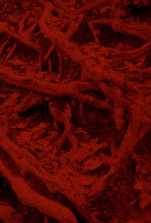 Language of the Entrails
