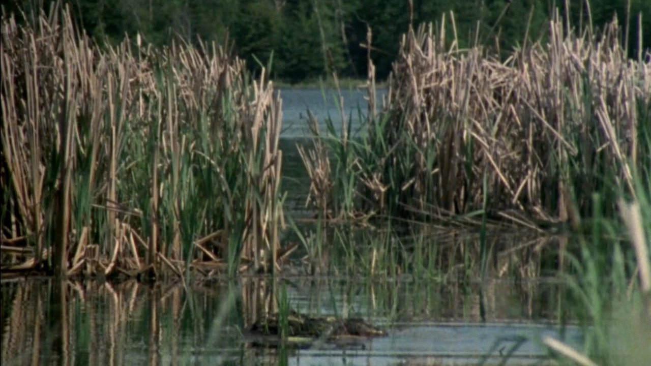 Elk Island